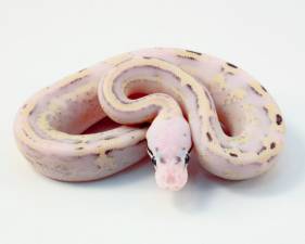 Super Pastel Super Stripe