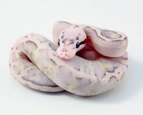 Super Pastel Super Stripe